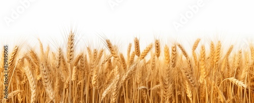 A picturesque field of golden wheat, swaying gently in the breeze, creates a stunning rural landscape.
