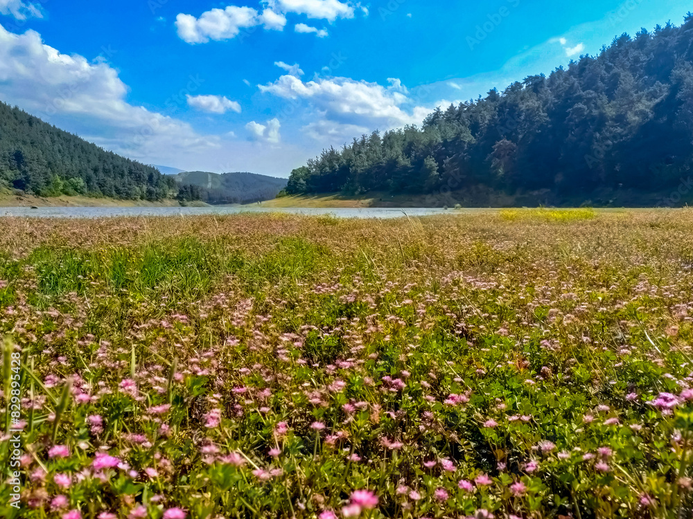 A beautiful view of wild flowers, meadow, lake, mountains and blue sky. A beautiful view of wild flowers, meadow, lake, mountains and blue sky.