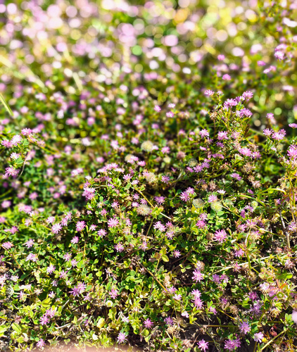 Close up view of pink flowers in the garden.