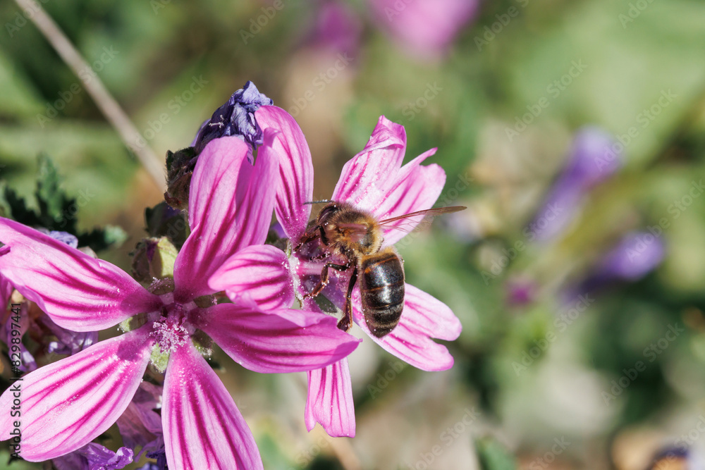 Abeja apis mellifera sobre flor Malva sylvestris, planta utilizada en herboristeria para garganta y bronquios. Alcoy, España Abeja apis mellifera sobre flor Malva sylvestris, planta utilizada en herboristeria para garganta y bronquios. Alcoy, España