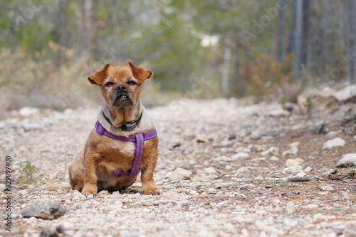 La vieja perrita Nami sentada en el camino nos enseña su falta de dientes por enfermedad, Alcoy, España