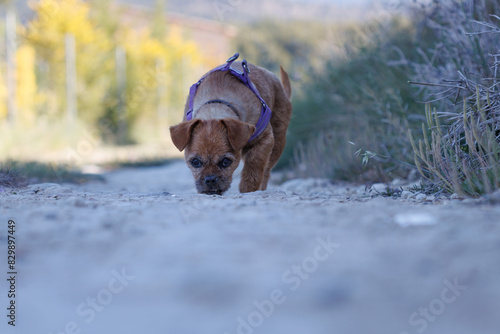 Perro mestizo paseando por camino rural mientra huele el suelo, Alcoy, España