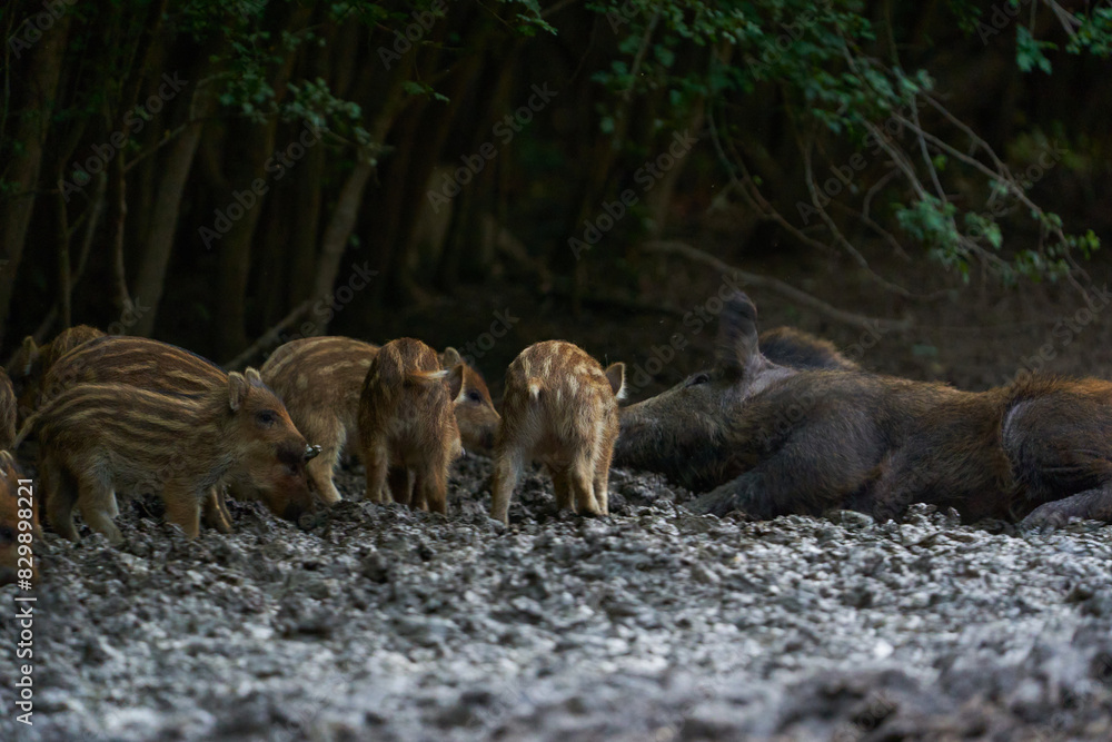 Herd of wild hogs rooting in the forest Herd of wild hogs rooting in the forest