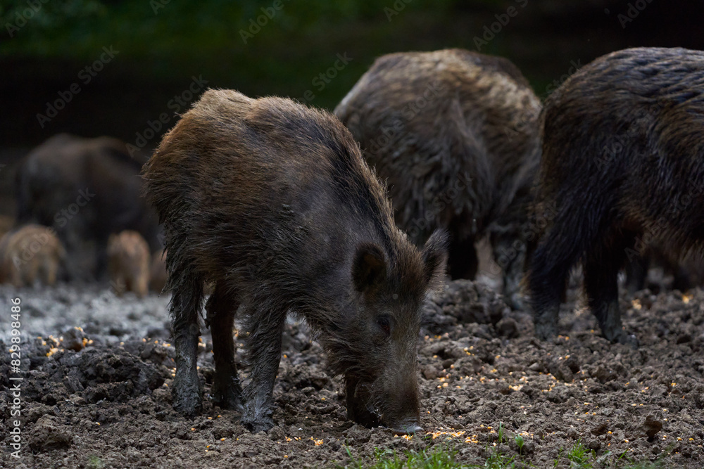 Herd of wild hogs rooting in the forest Herd of wild hogs rooting in the forest