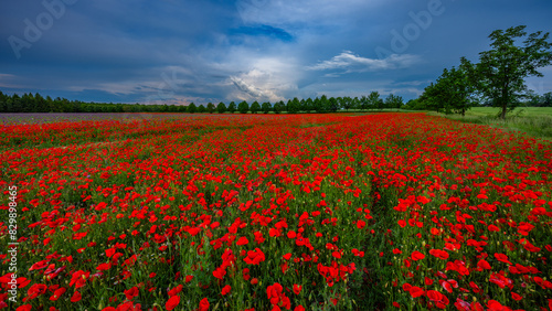 field of red poppies or Common poppy  corn poppy  corn rose  field poppy  flanders poppy  in latin Papaver Rhoaes