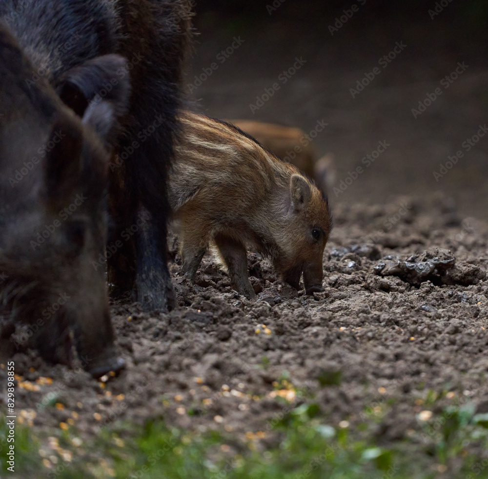 Herd of wild hogs rooting in the forest Herd of wild hogs rooting in the forest