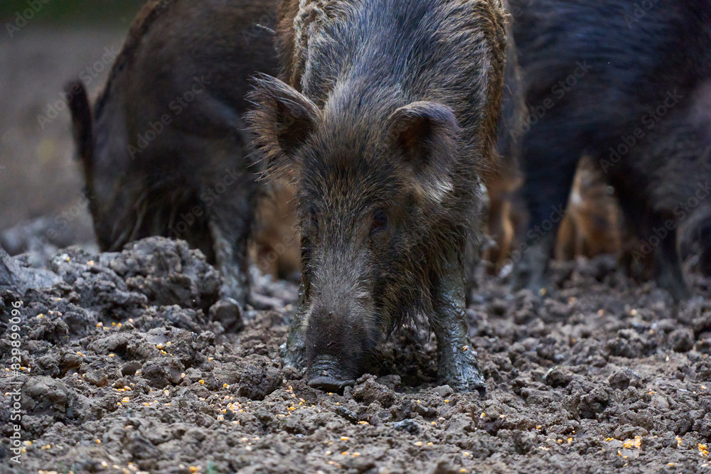 Herd of wild hogs rooting in the forest Herd of wild hogs rooting in the forest