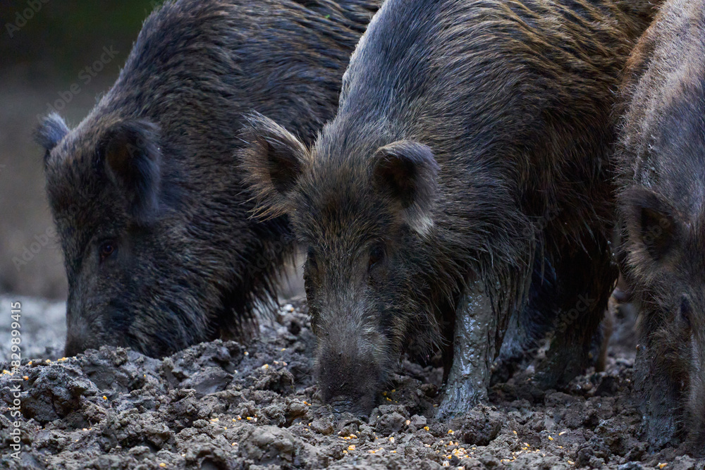 Herd of wild hogs rooting in the forest Herd of wild hogs rooting in the forest