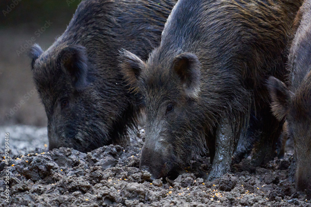 Herd of wild hogs rooting in the forest Herd of wild hogs rooting in the forest