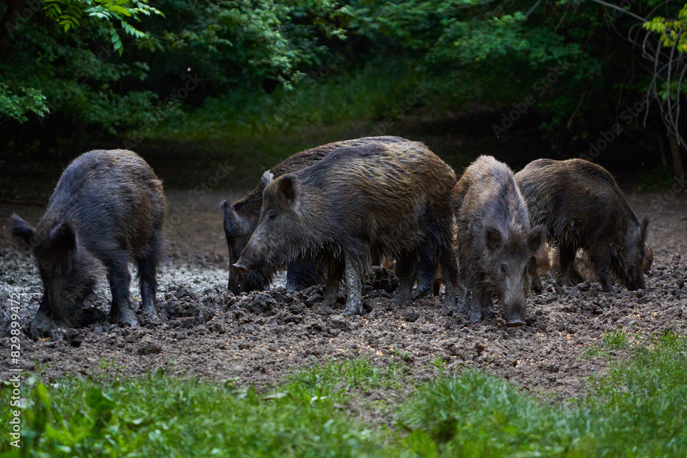 Herd of wild hogs rooting in the forest Herd of wild hogs rooting in the forest