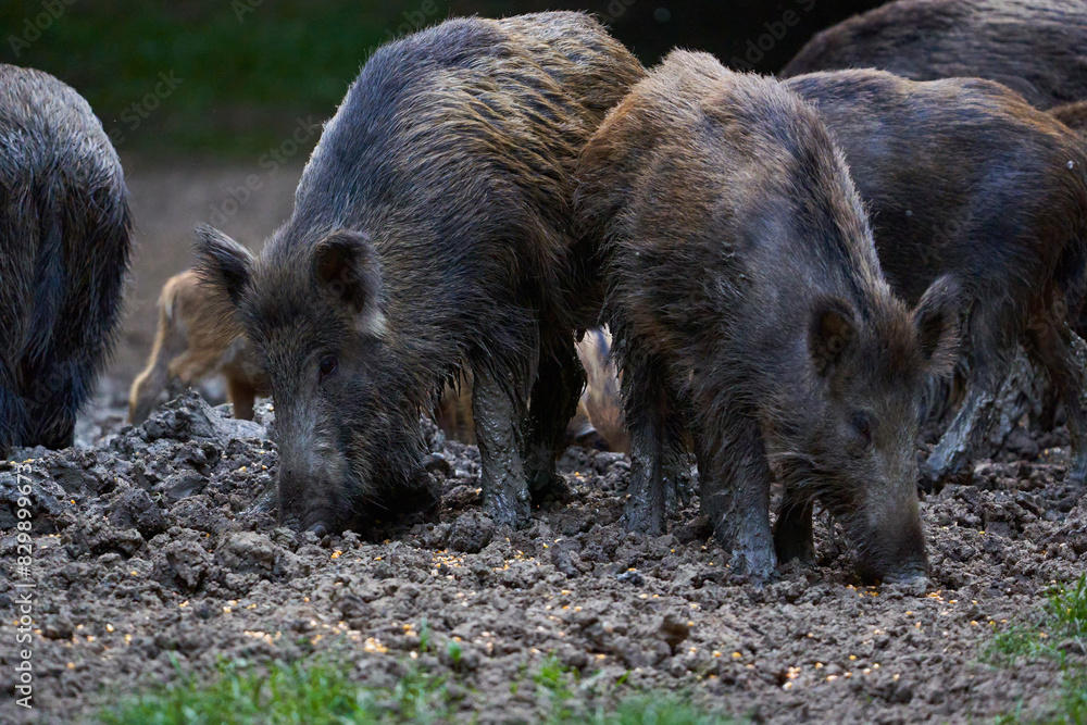 Herd of wild hogs rooting in the forest Herd of wild hogs rooting in the forest