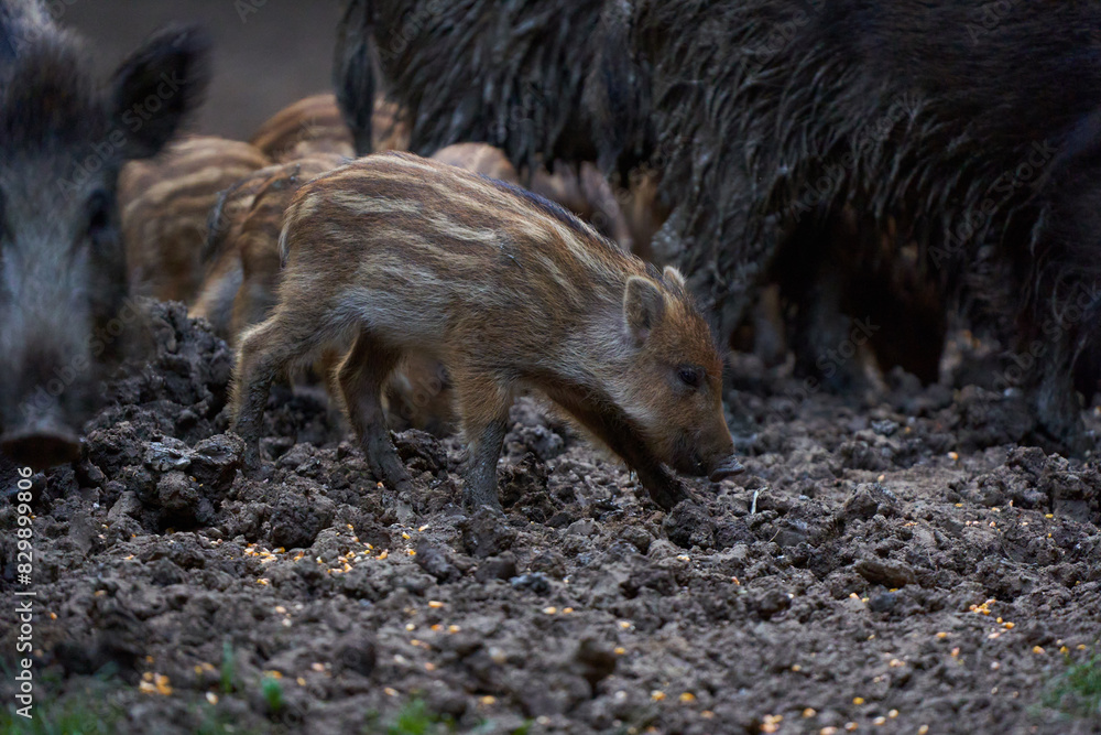 Herd of wild hogs rooting in the forest Herd of wild hogs rooting in the forest