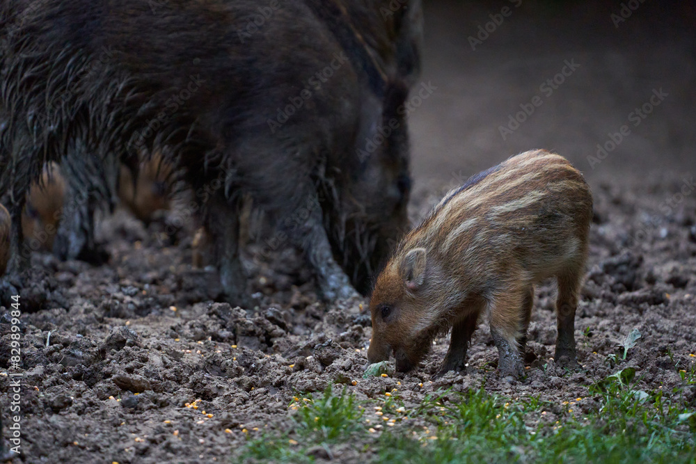 Herd of wild hogs rooting in the forest Herd of wild hogs rooting in the forest