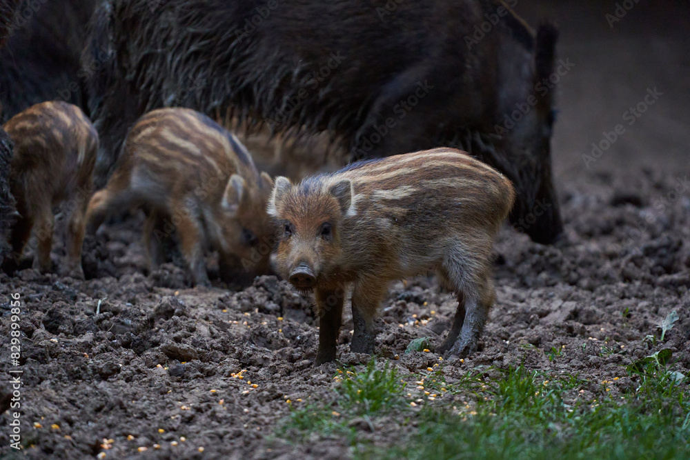 Herd of wild hogs rooting in the forest Herd of wild hogs rooting in the forest