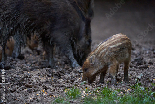 Herd of wild hogs rooting in the forest