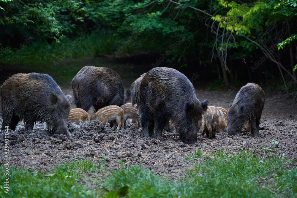 Herd of wild hogs rooting in the forest Herd of wild hogs rooting in the forest
