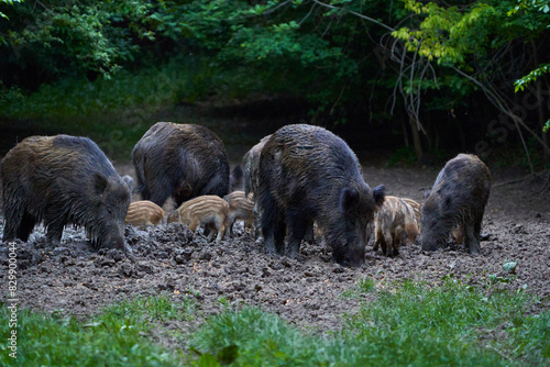 Herd of wild hogs rooting in the forest