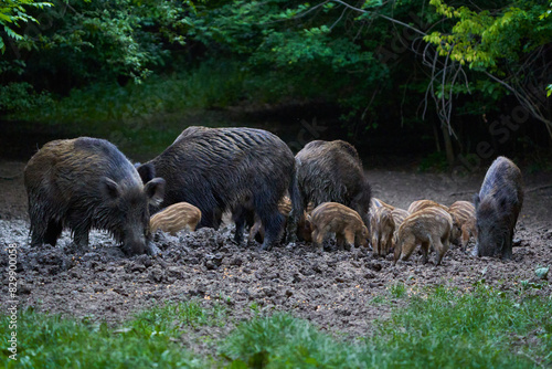 Herd of wild hogs rooting in the forest photo