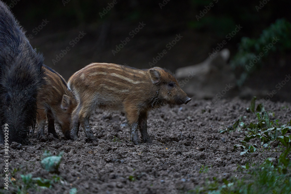 Herd of wild hogs rooting in the forest Herd of wild hogs rooting in the forest