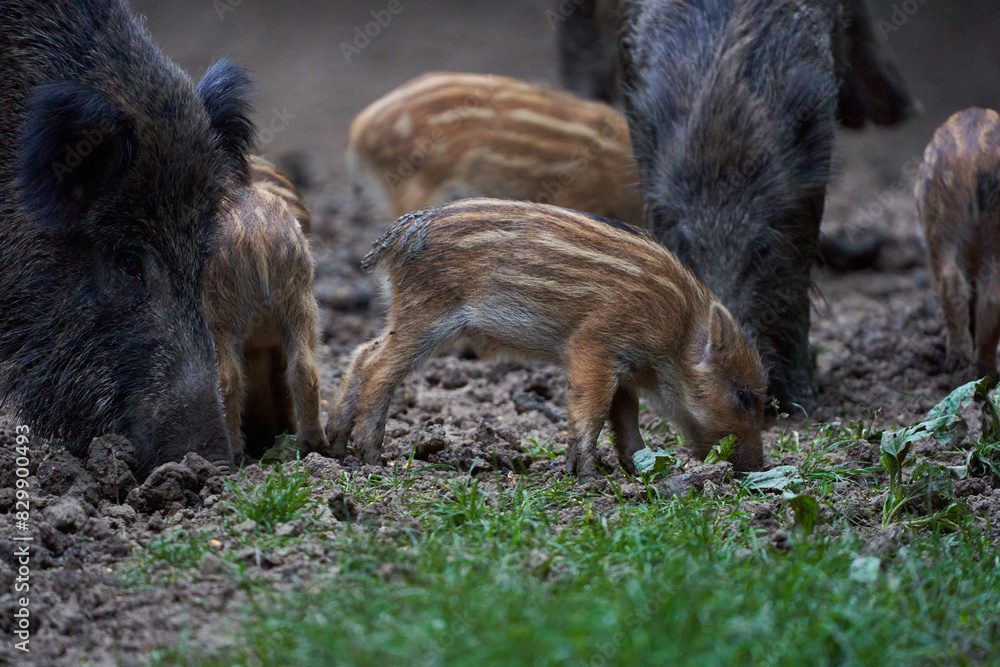 Herd of wild hogs rooting in the forest Herd of wild hogs rooting in the forest