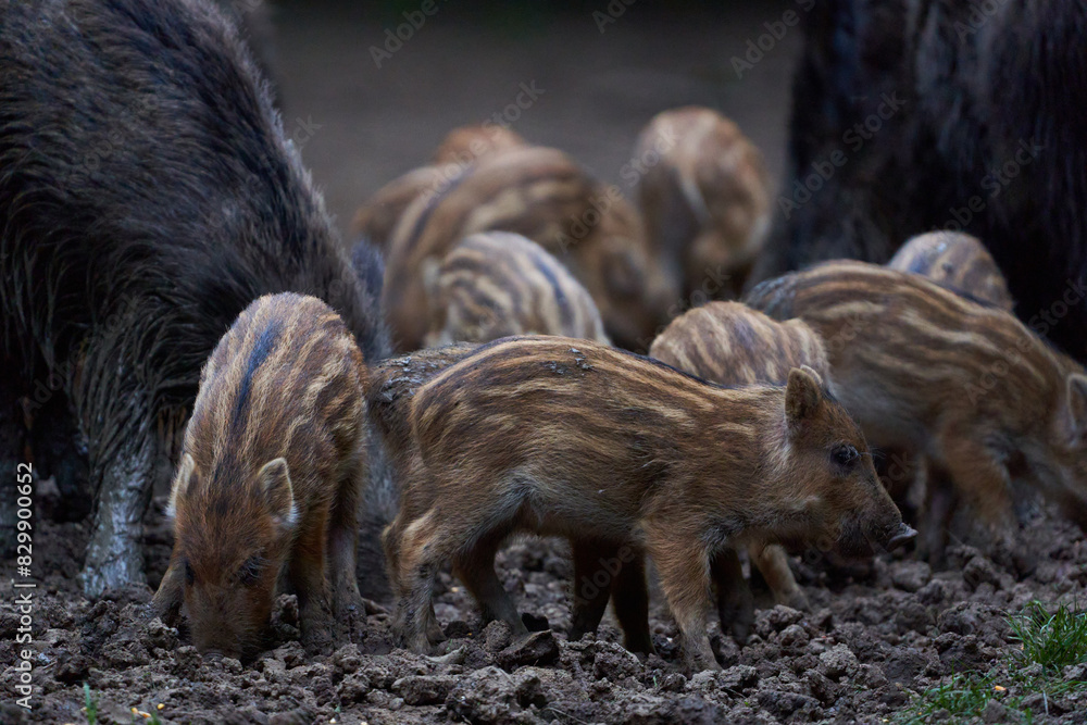 Herd of wild hogs rooting in the forest Herd of wild hogs rooting in the forest