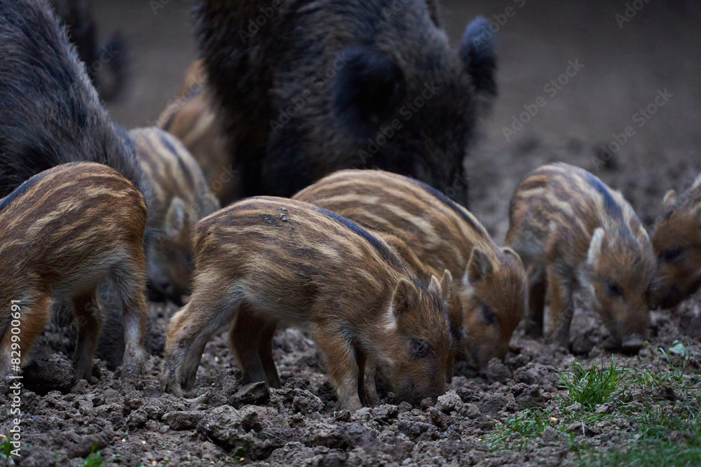 Herd of wild hogs rooting in the forest Herd of wild hogs rooting in the forest