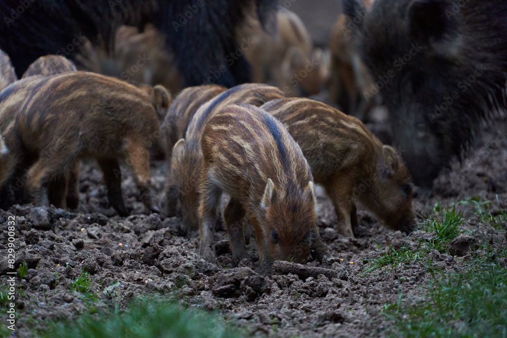 Herd of wild hogs rooting in the forest Herd of wild hogs rooting in the forest