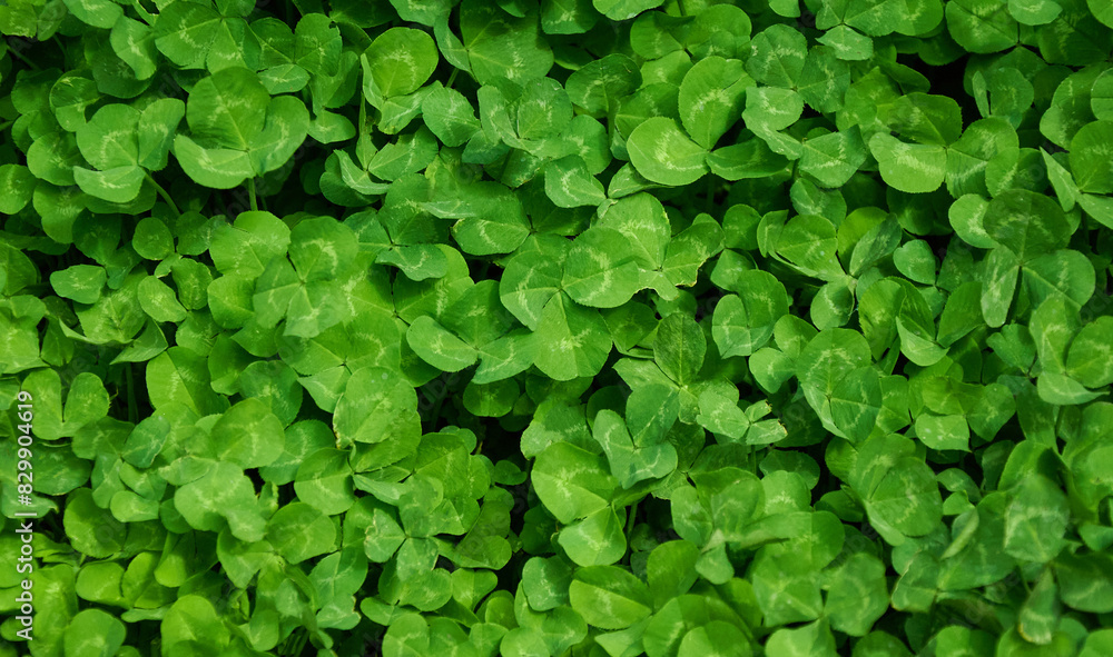 Clover view on top. Carpet of natural clover. Natural grass background. Wild clover. Green background with shamrocks. Clover view on top. Carpet of natural clover. Natural grass background. Wild clover. Green background with shamrocks.