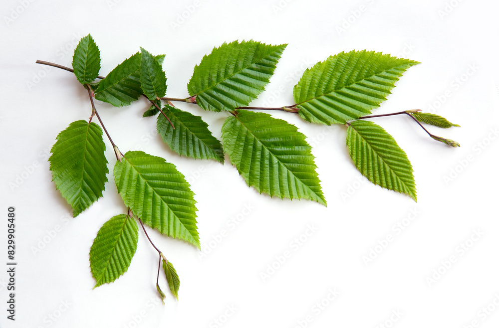 Green leaves on a beech branch isolated on white background. Green leaves on a beech branch isolated on white background.