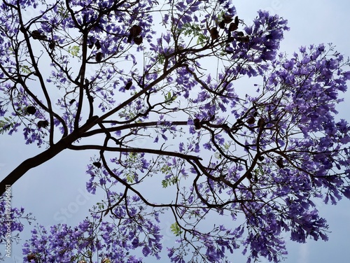 Wallpaper Mural Flowering of jacaranda, blue jacaranda, black poui, Nupur or fern tree (Jacaranda mimosifolia), Valencia,  Spain Torontodigital.ca