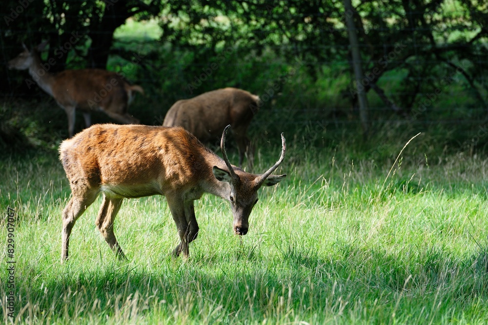 Long grass providing grazing for the herd of Red Deer Long grass providing grazing for the herd of Red Deer