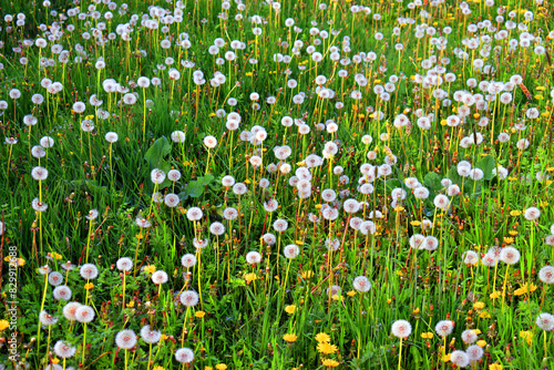 Meadow covered with dandelion pappus (Taraxacum officinale) photo