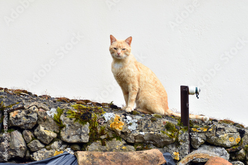A stray cat (Felis silvestris catus) on the wall of a small town photo