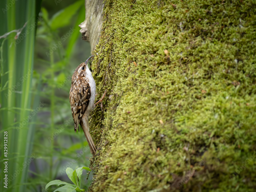 UK Treecreeper Certhia familiaris perched on a mossy tree trunk UK Treecreeper Certhia familiaris perched on a mossy tree trunk