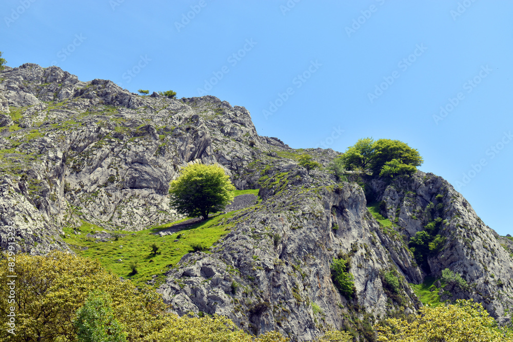 Beech (Fagus sylvatica) solitary on a limestone mountain Beech (Fagus sylvatica) solitary on a limestone mountain
