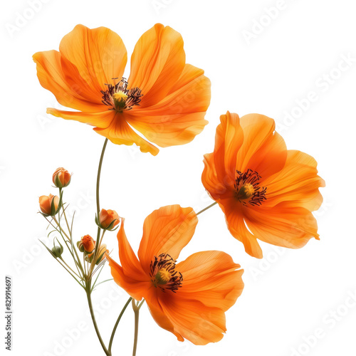 Wallpaper Mural Orange flowers ,isolated on white background Torontodigital.ca