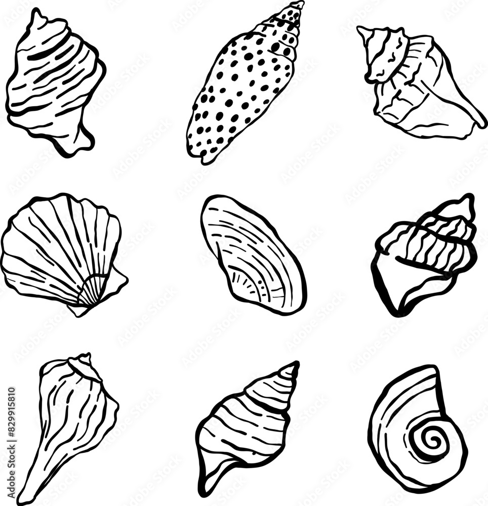 Set of doodle hand drawn seashells collection Set of doodle hand drawn seashells collection