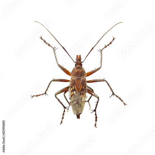 A large brown bug with a long antennae and legs