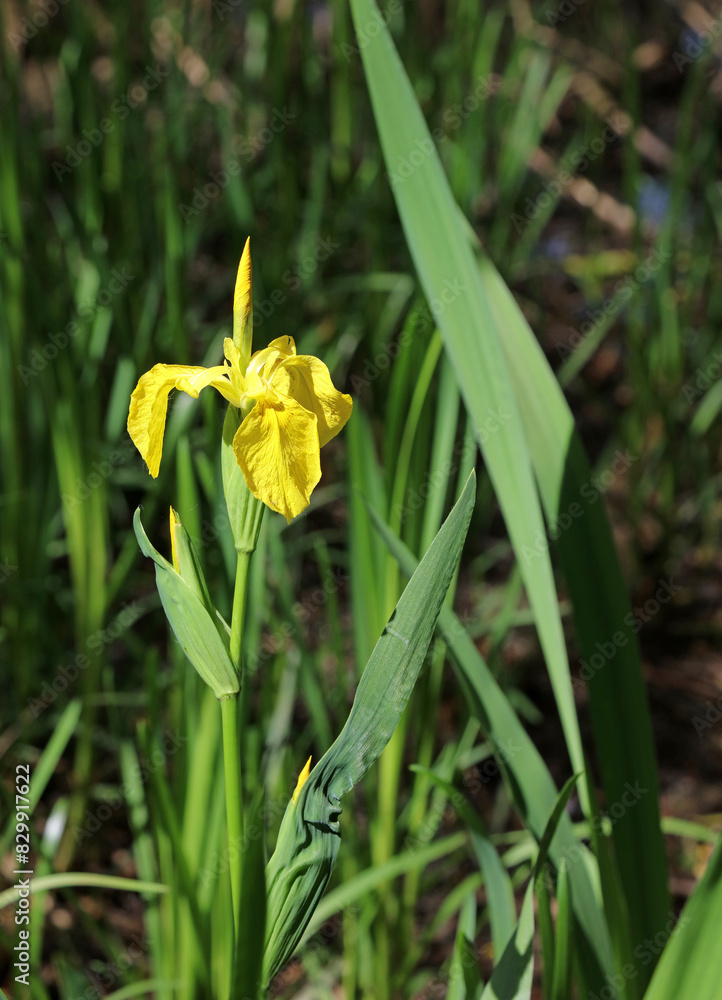 Single Yellow Iris bloom, Derbyshire England
Single Yellow Iris bloom, Derbyshire England
