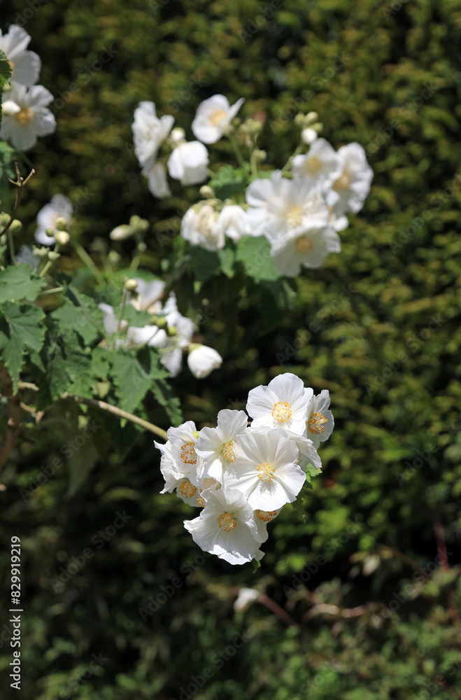Sunlit white Chilean tree mallow bush in full bloom, Derbyshire England
Sunlit white Chilean tree mallow bush in full bloom, Derbyshire England
