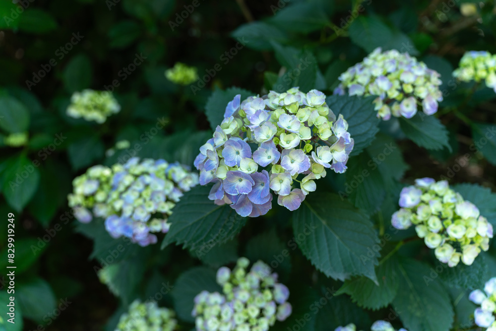 梅雨の時期の青い紫陽花