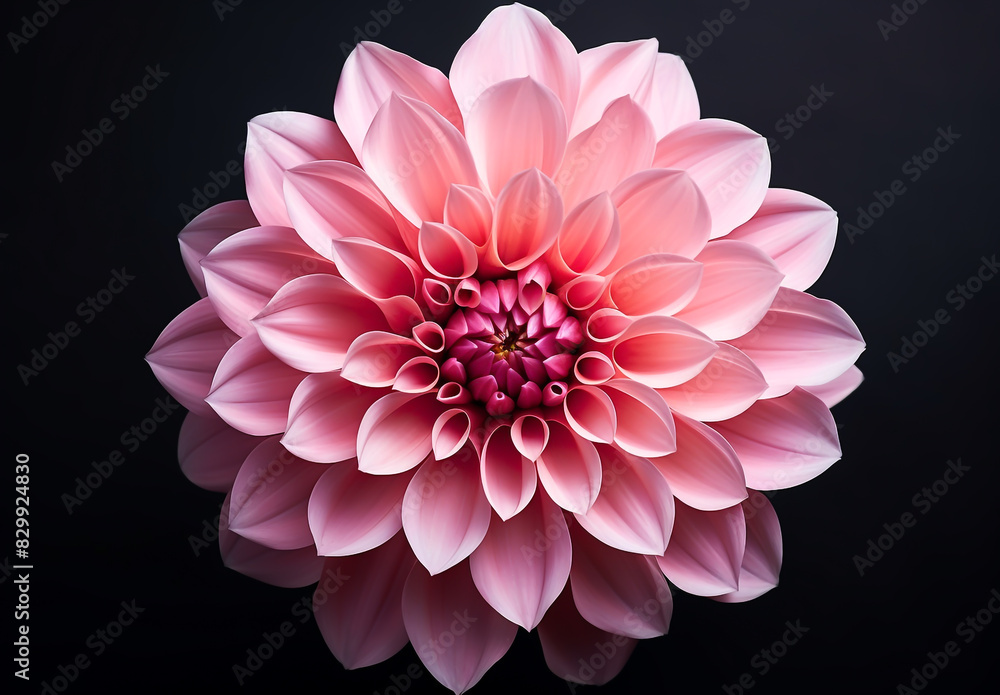 Dahlia isolated on dark background. Spring and wonderful natural flowers Dahlia isolated on dark background. Spring and wonderful natural flowers