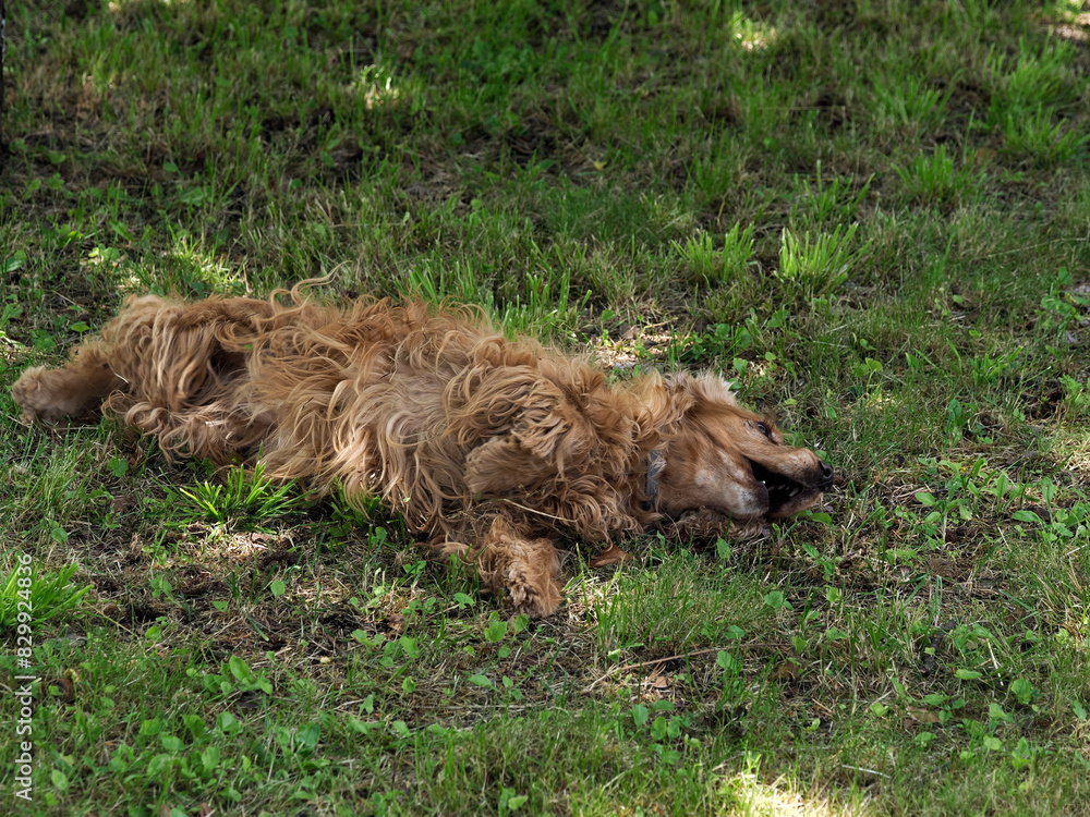Fototapeta premium cocker spaniel dog playing and rolling in the green grass