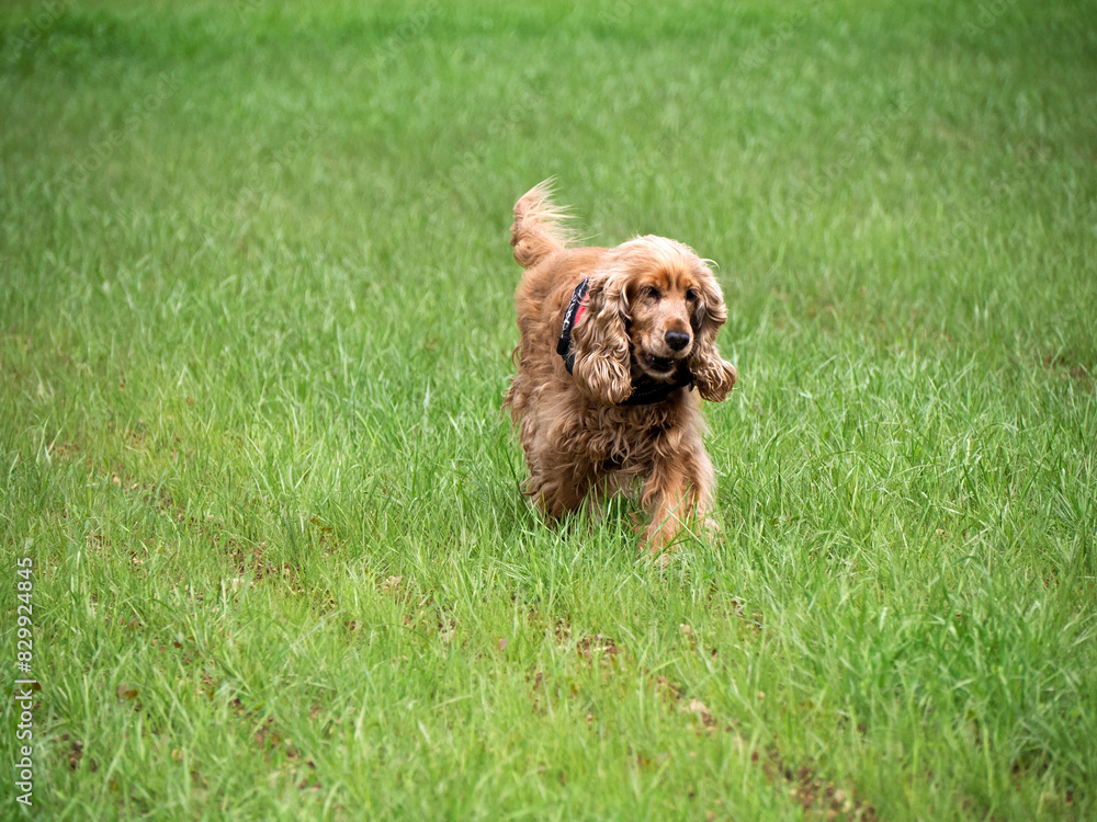 cocker spaniel dog playing in the green grass