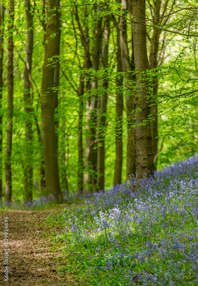 Fototapeta premium Amazing views as the Bluebells and Wild Garlic bloom in Bothal Woods, Morpeth, Northumberland, England