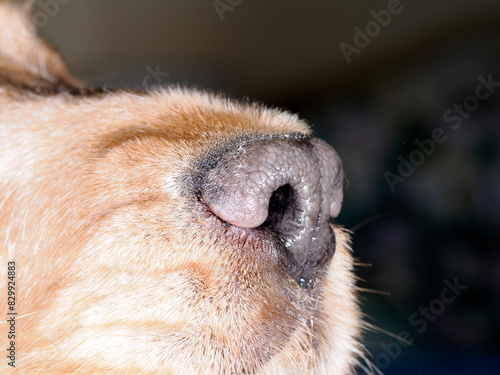 cocker spaniel dog nose detail