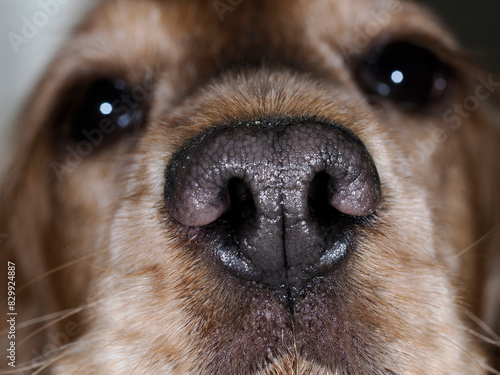 cocker spaniel dog nose detail