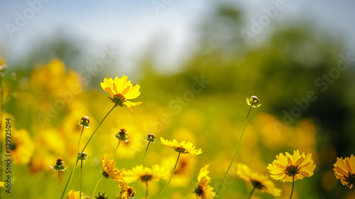 Beautiful yellow flowers  Lance-leaved coreopsis  lanceolata or basalis  are blooming on the meadow in may with sunlight  blue  green and orange unfocused background 