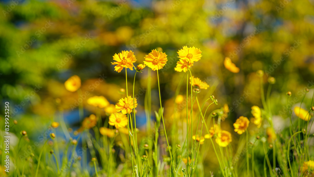 Beautiful yellow flowers (Lance-leaved coreopsis, lanceolata or basalis) are blooming on the meadow in may (green and orange unfocused background)