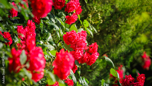 Beautiful red flowers  Rose  Rosa pendulina  Rosa gallica  are blooming on the street in may  green and red unfocused background 